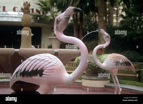 flamingos at flamingo casino.